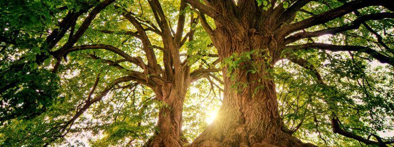 An upward view of two large trees with sun shining on them.